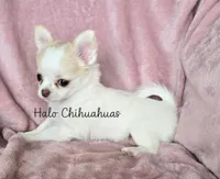 AKC LC Jewel, a female Chihuahua for sale in Carthage, MO – 7 of 10
