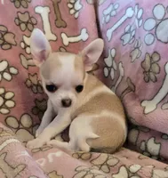 Tiny Sugar AKC pet only, a female Chihuahua for sale in Carthage, MO – 3 of 9