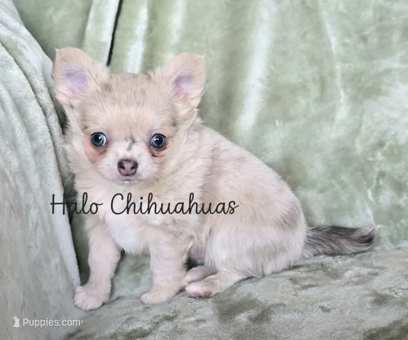 AKC Merle LC Micah – Chihuahua puppy for sale in Carthage, MO