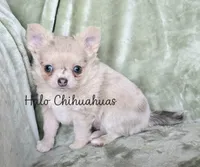 AKC Merle LC Micah, a male Chihuahua for sale in Carthage, MO – 1 of 7