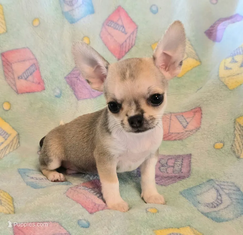 AKC Toast Pet Only – Chihuahua puppy for sale in Carthage, MO