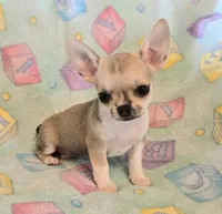 AKC Toast Pet Only, a male Chihuahua for sale in Carthage, MO – 1 of 1