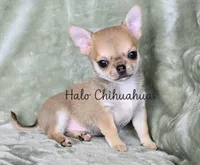 AKC Spud, a male Chihuahua for sale in Carthage, MO – 4 of 5