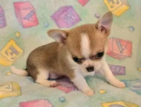 AKC Bowie, pet only, a male Chihuahua for sale in Carthage, MO – 6 of 8