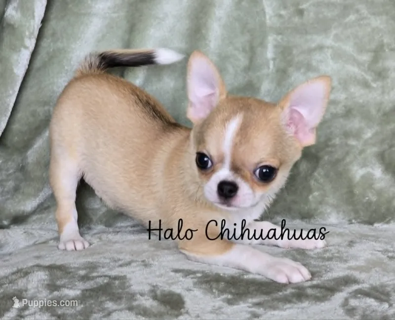 AKC Cupid – Chihuahua puppy for sale in Carthage, MO