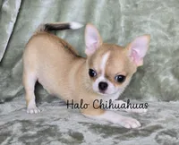 AKC Cupid, a male Chihuahua for sale in Carthage, MO – 1 of 5