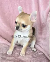 AKC Bambi, a female Chihuahua for sale in Carthage, MO – 6 of 7