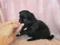AKC LC Midnight, a female Chihuahua for sale in Carthage, MO – 5 of 5