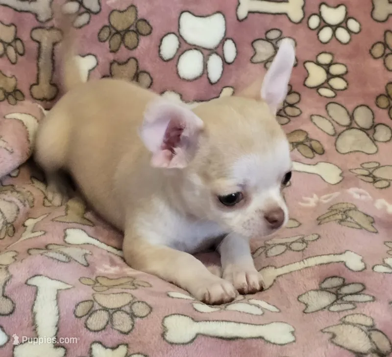 AKC Butterscotch Pet Only – Chihuahua puppy for sale in Carthage, MO