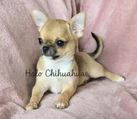 AKC Scarlet, a female Chihuahua for sale in Carthage, MO – 3 of 6