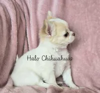 AKC LC Jewel, a female Chihuahua for sale in Carthage, MO – 3 of 10