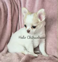AKC LC Jewel, a female Chihuahua for sale in Carthage, MO – 4 of 10