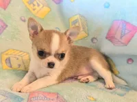 AKC Bowie, pet only, a male Chihuahua for sale in Carthage, MO – 3 of 8