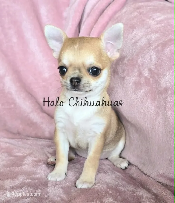 AKC Bambi – Chihuahua puppy for sale in Carthage, MO