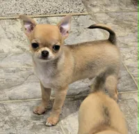 AKC Sawyer REDUCED, a male Chihuahua for sale in Carthage, MO – 1 of 9