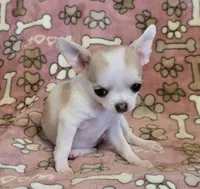 Tiny Sugar AKC pet only, a female Chihuahua for sale in Carthage, MO – 2 of 9