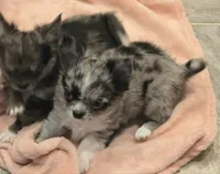 AKC Shayla, a female Chihuahua for sale in Carthage, MO – 2 of 6