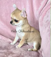 AKC Bambi, a female Chihuahua for sale in Carthage, MO – 7 of 7