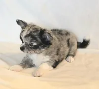 AKC Shayla, a female Chihuahua for sale in Carthage, MO – 3 of 6
