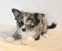 AKC Shayla, a female Chihuahua for sale in Carthage, MO – 5 of 6