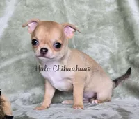 AKC Sawyer, a male Chihuahua for sale in Carthage, MO – 4 of 7