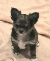 Winnie Merle AKC, a female Chihuahua for sale in Carthage, MO – 1 of 6