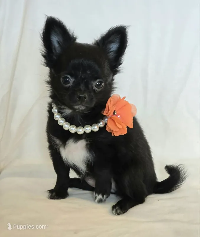 AKC LC Midnight – Chihuahua puppy for sale in Carthage, MO