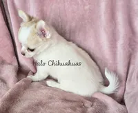 AKC LC Jewel, a female Chihuahua for sale in Carthage, MO – 6 of 10