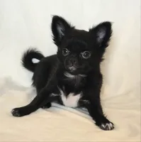 AKC LC REDUCED, a female Chihuahua for sale in Carthage, MO – 3 of 10