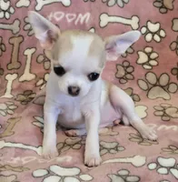 Tiny Sugar AKC pet only, a female Chihuahua for sale in Carthage, MO – 6 of 9