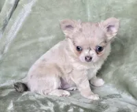 AKC Merle LC Micah, a male Chihuahua for sale in Carthage, MO – 6 of 7