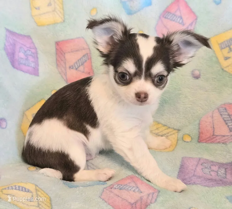 AKC Henry Pet Only – Chihuahua puppy for sale in Carthage, MO