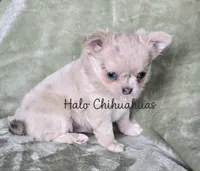 AKC Merle LC Micah, a male Chihuahua for sale in Carthage, MO – 2 of 7