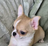 AKC Cupid, a male Chihuahua for sale in Carthage, MO – 4 of 5