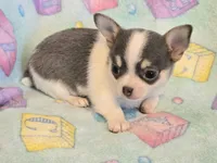 AKC Mercury, blue spotted pet only, a male Chihuahua for sale in Carthage, MO – 2 of 7