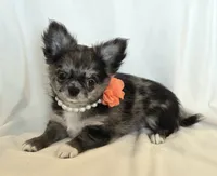 Winnie Merle AKC, a female Chihuahua for sale in Carthage, MO – 1 of 10