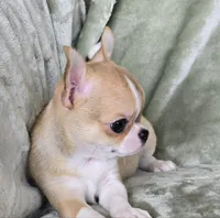AKC Cupid, a male Chihuahua for sale in Carthage, MO – 2 of 5
