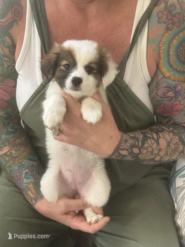 Ava – Papillon puppy for sale in San Clemente, CA