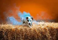 processed/3ac6fbfe-aabf-4e67-a34e-270cb70a1cc2/facility/89ae35f4-52ea-47bd-90b8-bc58be64bd9c