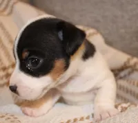 HEIDI - SMOOTH COAT , a male Jack Russell Terrier for sale in Paducah, KY – Photo 2 of 2