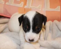 HEIDI - SMOOTH COAT , a male Jack Russell Terrier for sale in Paducah, KY – Photo 1 of 2