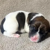 DIAMOND AKC BROKEN COAT , a female Jack Russell Terrier for sale in Paducah, KY – Photo 4 of 5