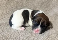 DIAMOND AKC BROKEN COAT , a female Jack Russell Terrier for sale in Paducah, KY – Photo 4 of 5