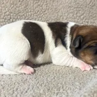 DIAMOND AKC BROKEN COAT , a female Jack Russell Terrier for sale in Paducah, KY – Photo 2 of 5