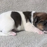 DIAMOND AKC BROKEN COAT , a female Jack Russell Terrier for sale in Paducah, KY – Photo 3 of 5