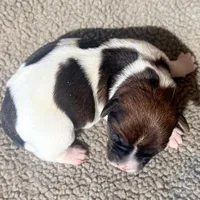 DIAMOND AKC BROKEN COAT , a female Jack Russell Terrier for sale in Paducah, KY – Photo 5 of 5