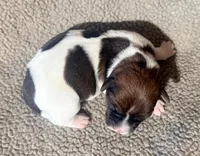 DIAMOND AKC BROKEN COAT , a female Jack Russell Terrier for sale in Paducah, KY – Photo 5 of 5