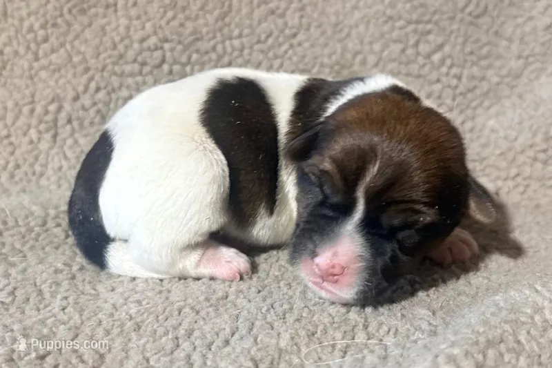 DIAMOND AKC BROKEN COAT 