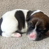 DIAMOND AKC BROKEN COAT , a female Jack Russell Terrier for sale in Paducah, KY – Photo 1 of 5