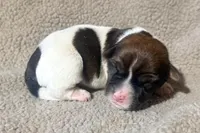 DIAMOND AKC BROKEN COAT , a female Jack Russell Terrier for sale in Paducah, KY – Photo 1 of 5